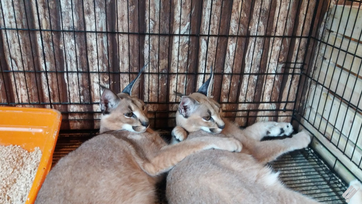 Animal Cafe em Bangkok, gato caracal, viajar para a Tailândia